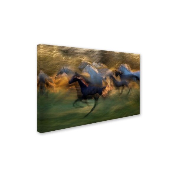 Milan Malovrh 'Fiery Gallop' Canvas Art,30x47